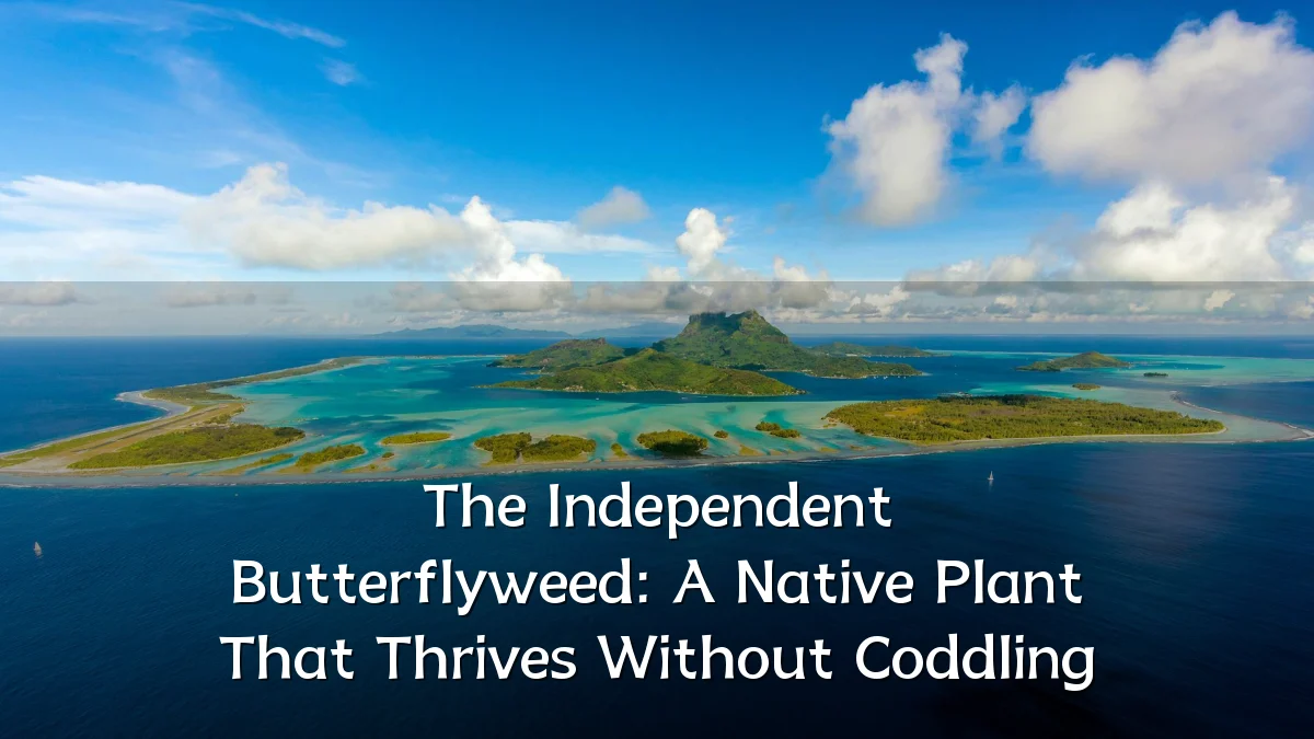 The Independent Butterflyweed: A Native Plant That Thrives Without Coddling