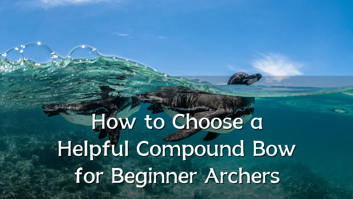 How to Choose a Helpful Compound Bow for Beginner Archers