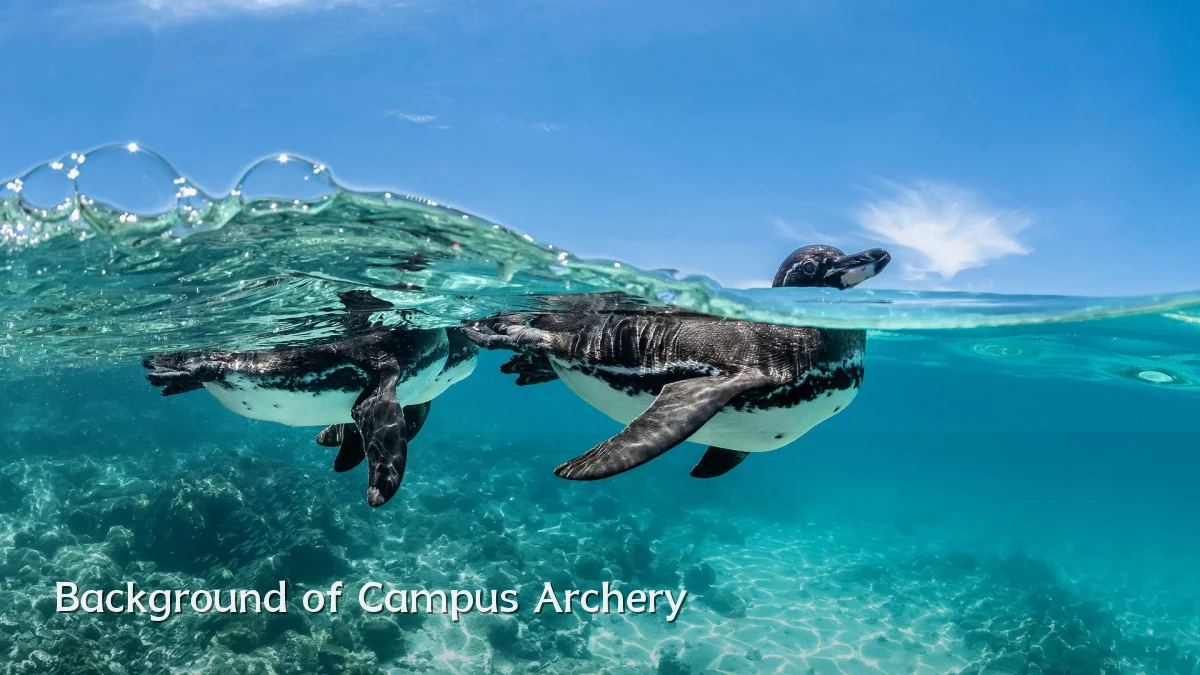 Background of Campus Archery