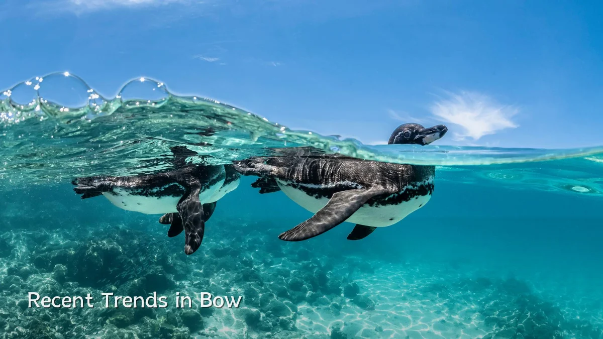 Recent Trends in Bow