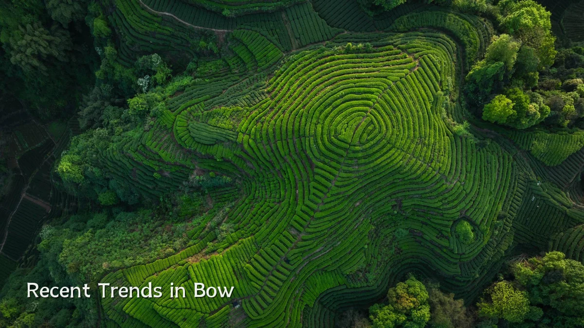 Recent Trends in Bow
