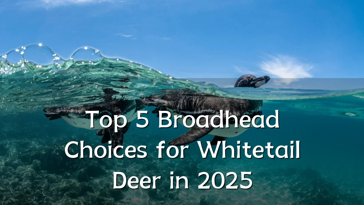 Top 5 Broadhead Choices for Whitetail Deer in 2025